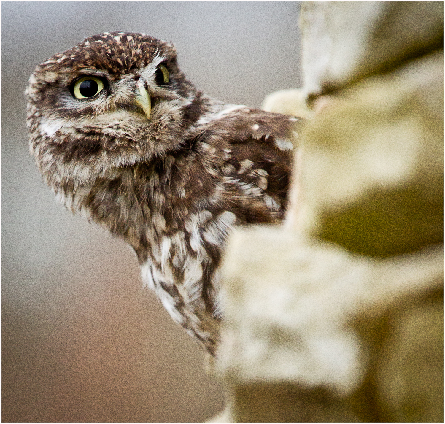 Little Owl Peeking.jpg
