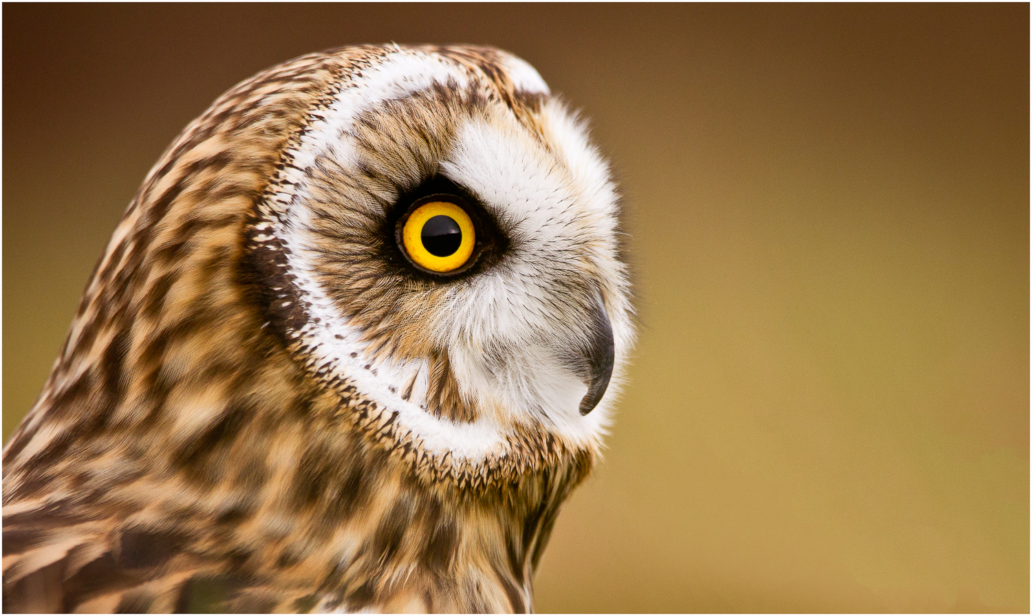Owl in Profile.jpg