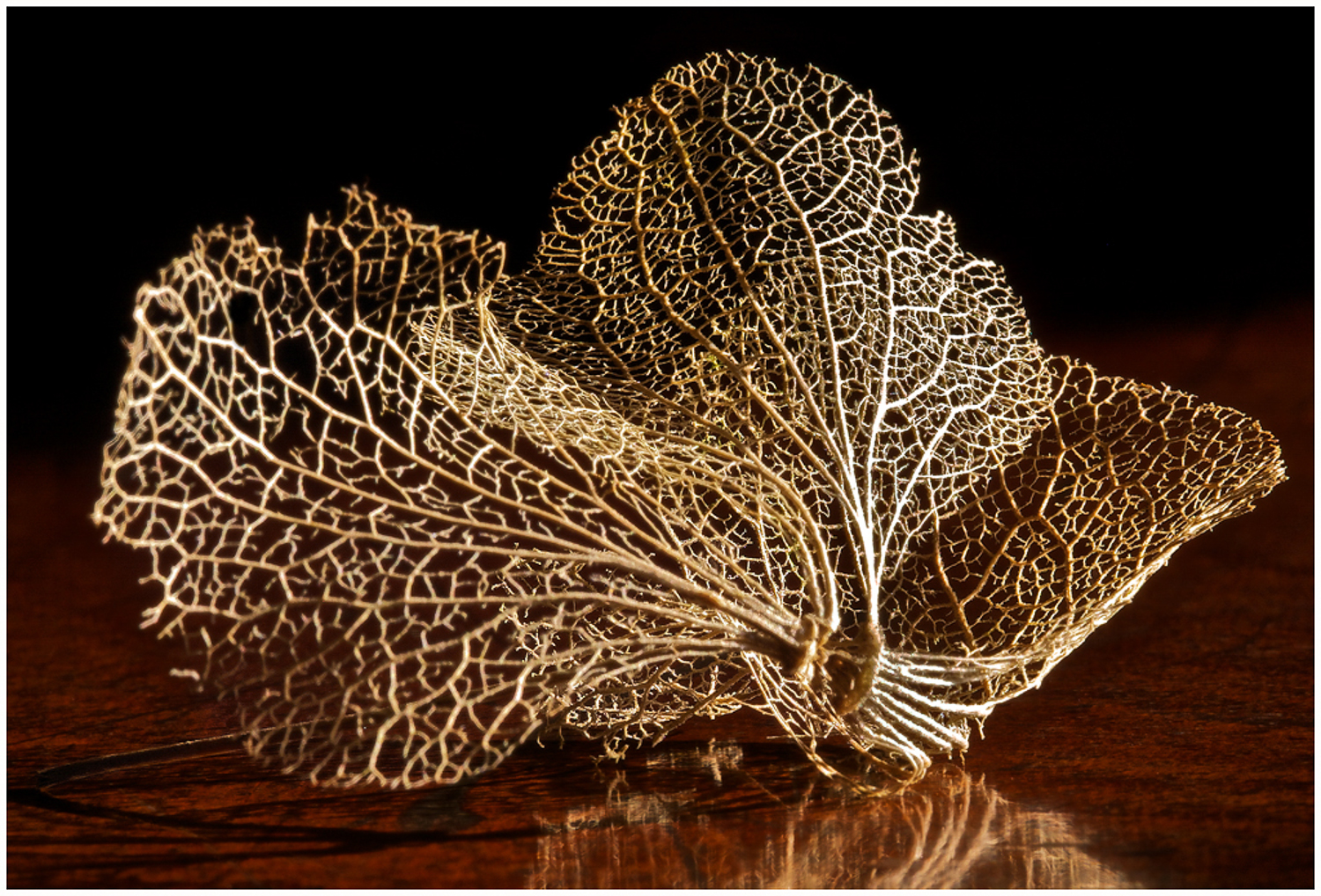 Skeletal Leaf.jpg