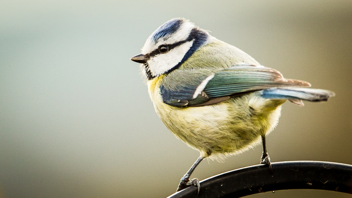 Blue Tit.jpg