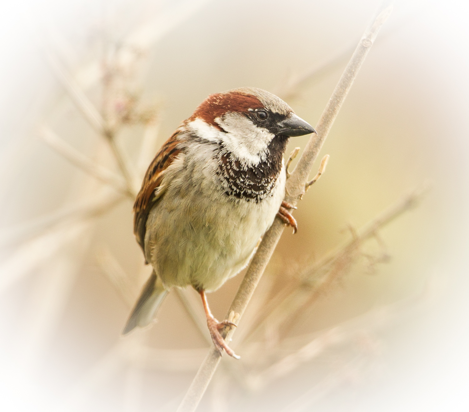 House Sparrow.jpg