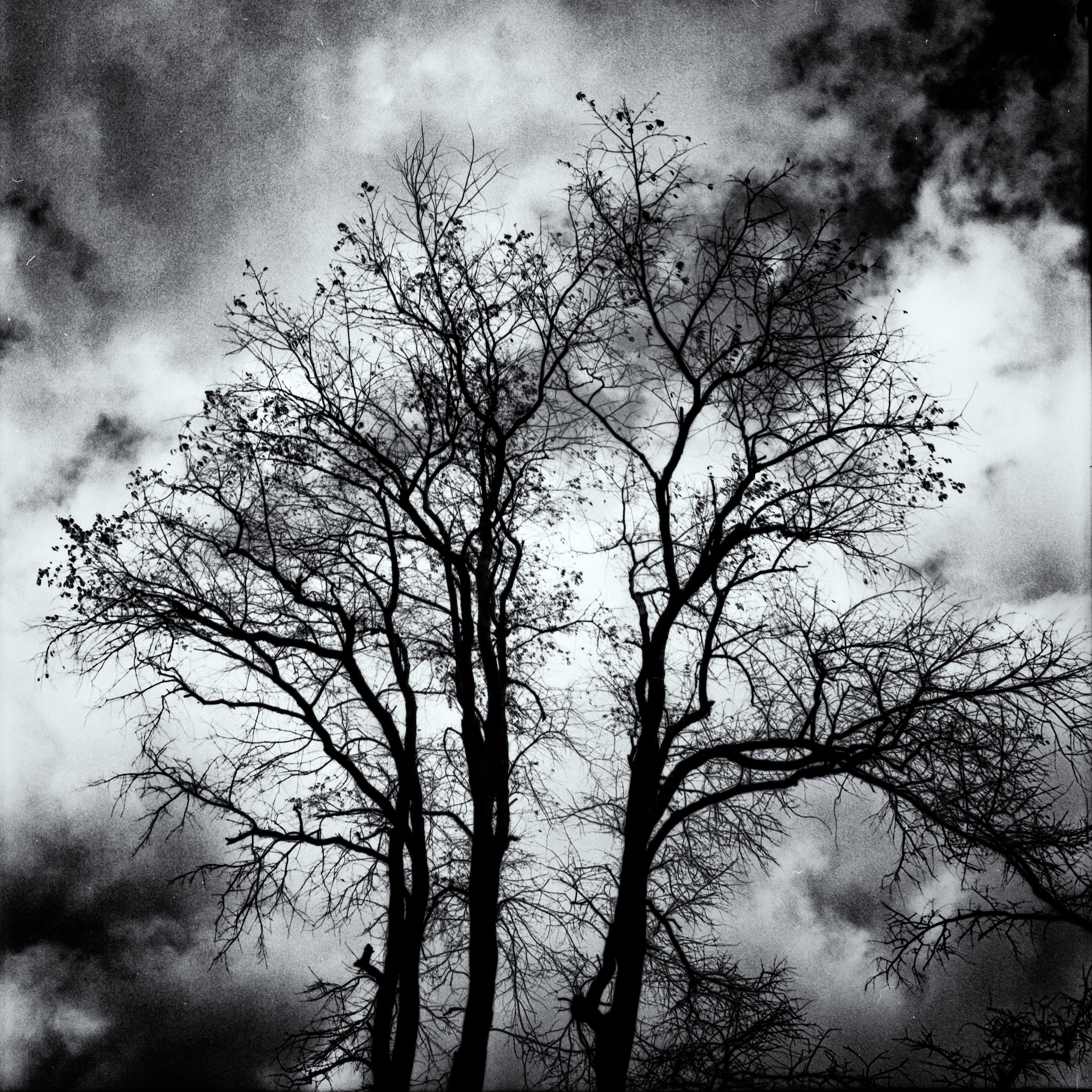 Dravo Cemetery: Trees and Clouds