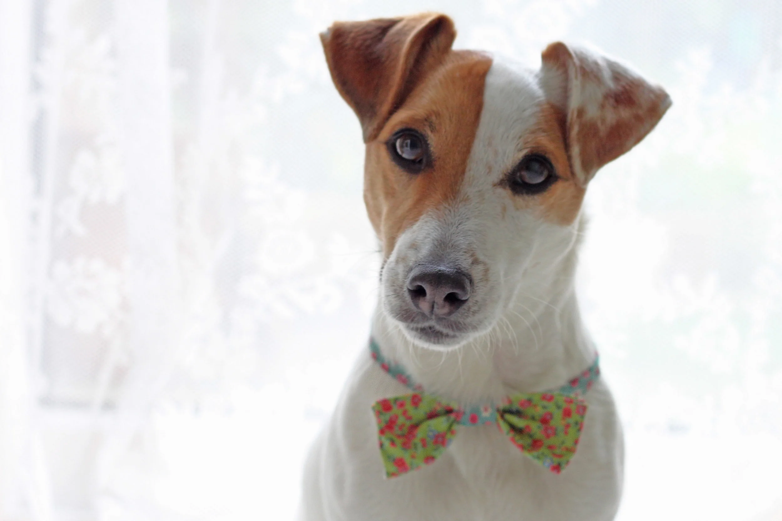 Make a Dog Bow Tie