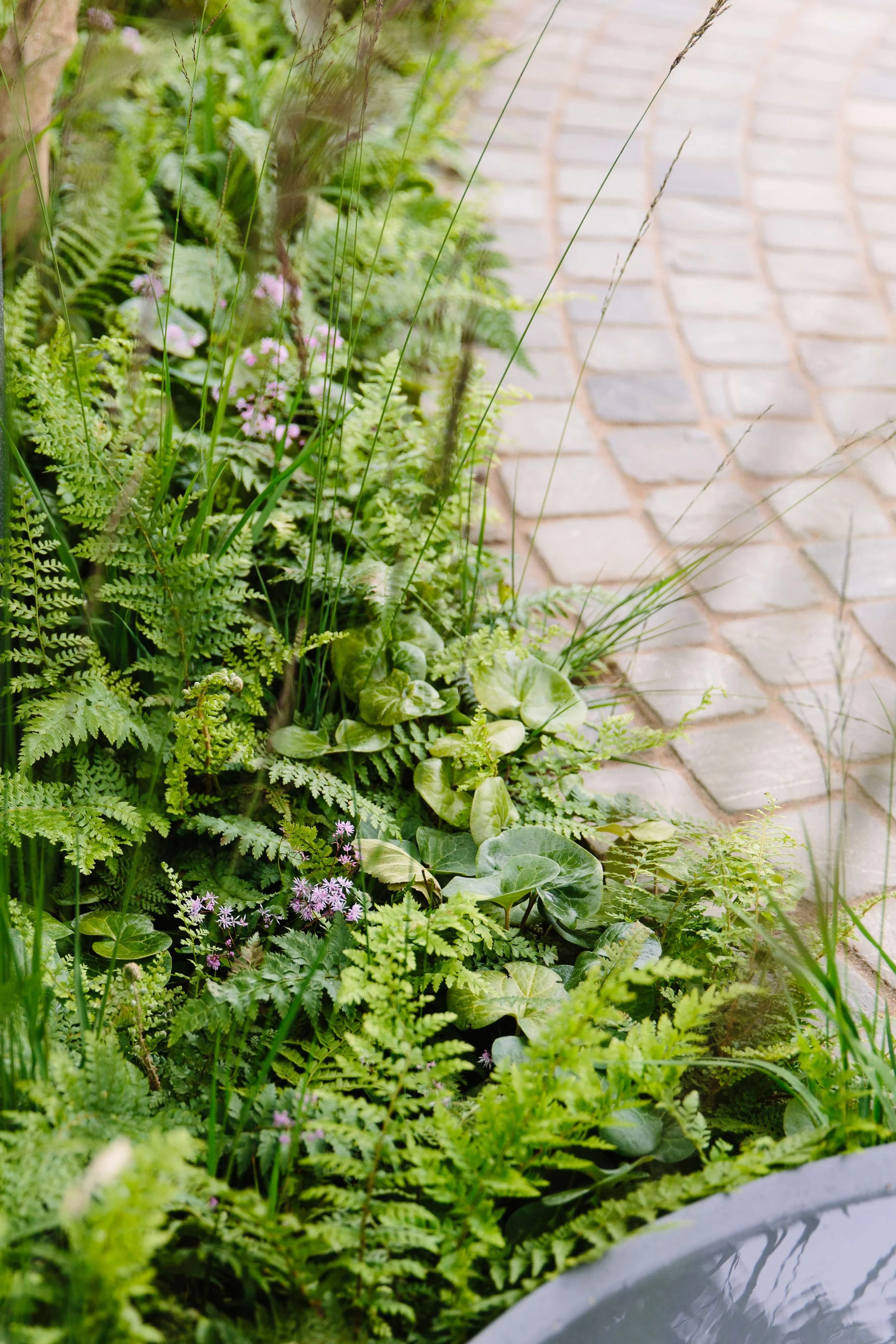 RHS_Tatton_2015_Jarman_Murphy03.jpg