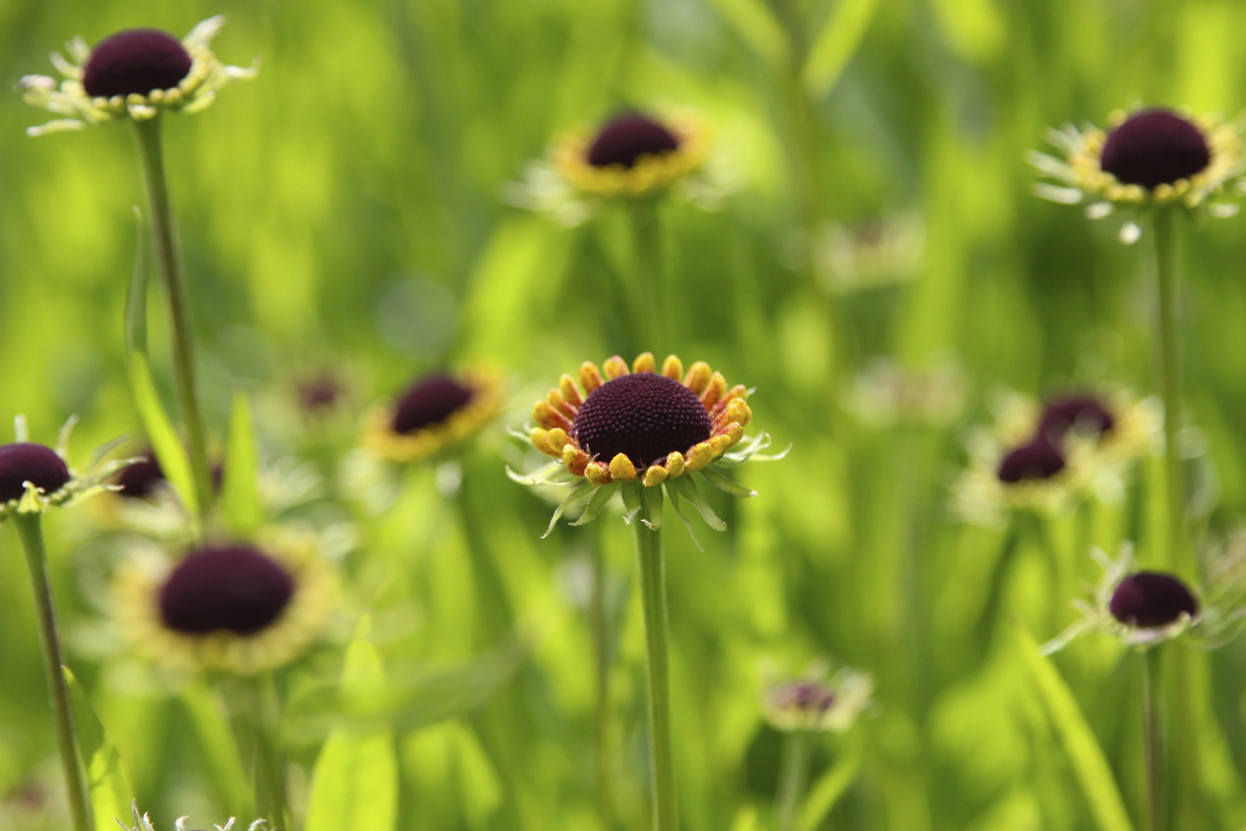 Harlow_Carr_July_2012_40.jpg
