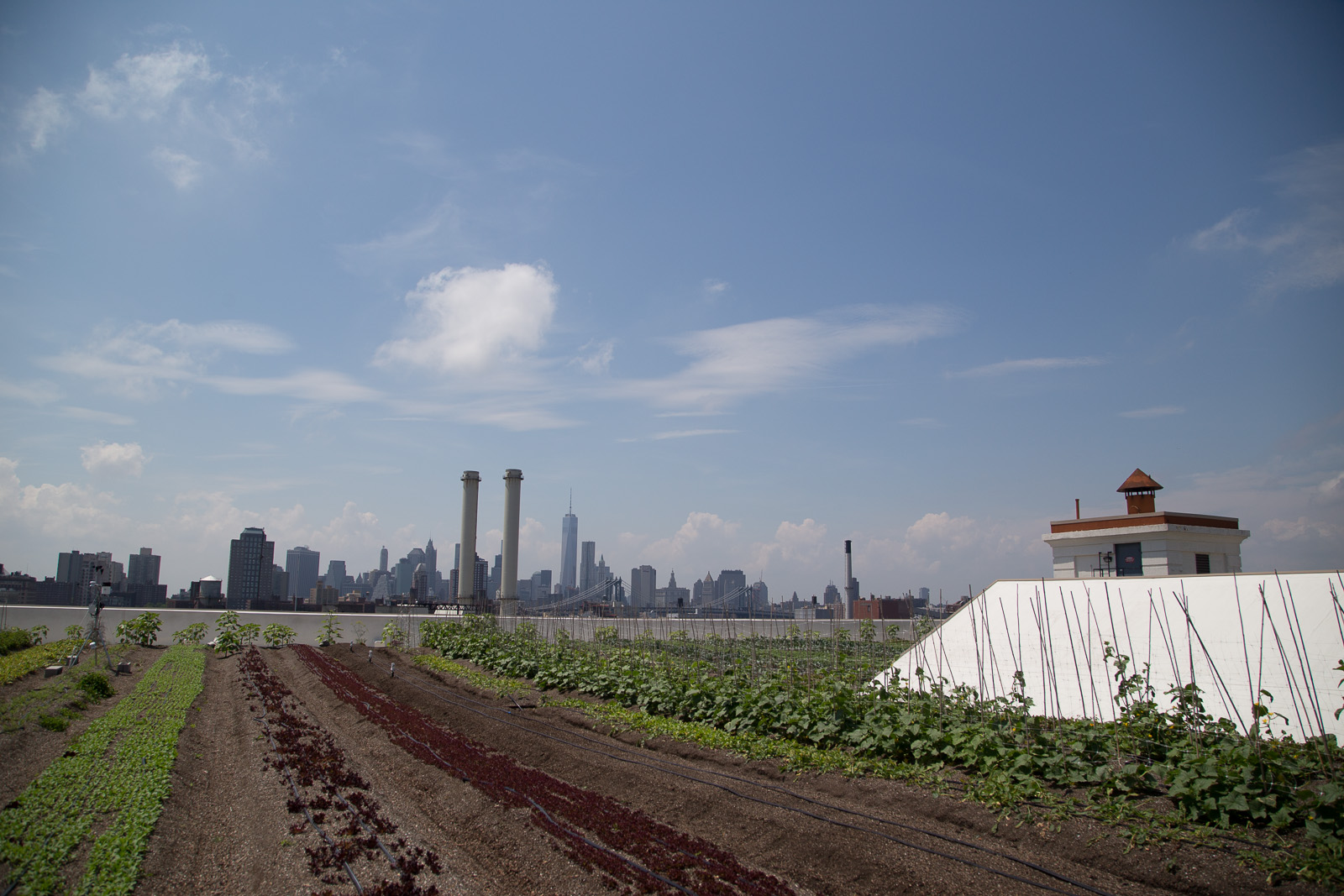 brooklyn_grange-57.jpg