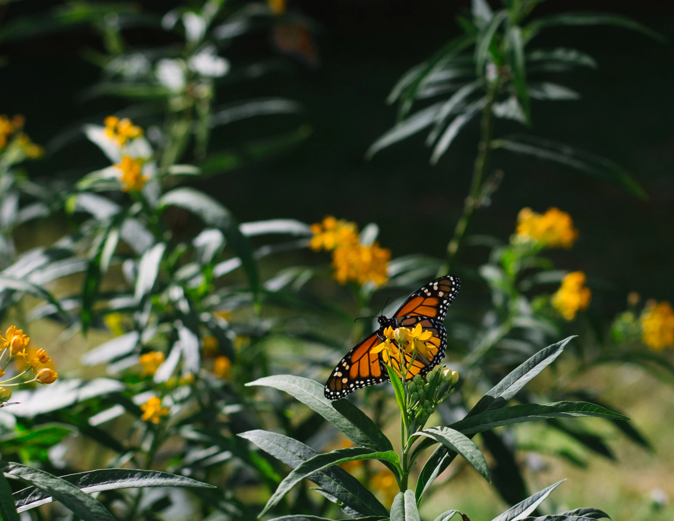 brooklyn-botanic-2722.jpg