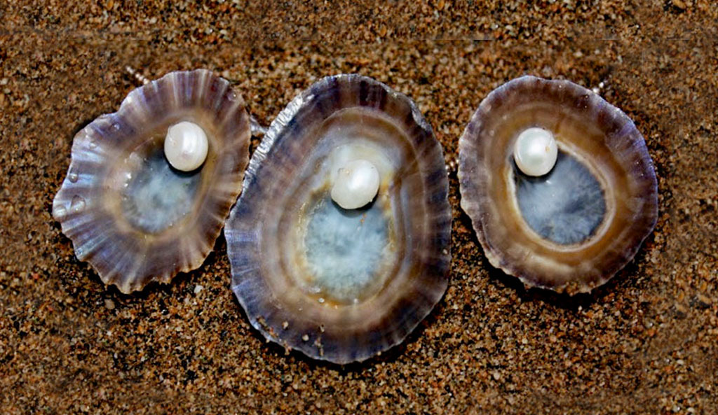 intro-WHOLE-LIMPET-WEB.jpg