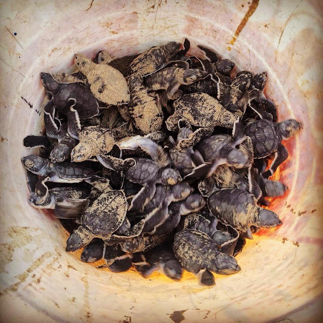 A ton of turtles, waiting to be freed.