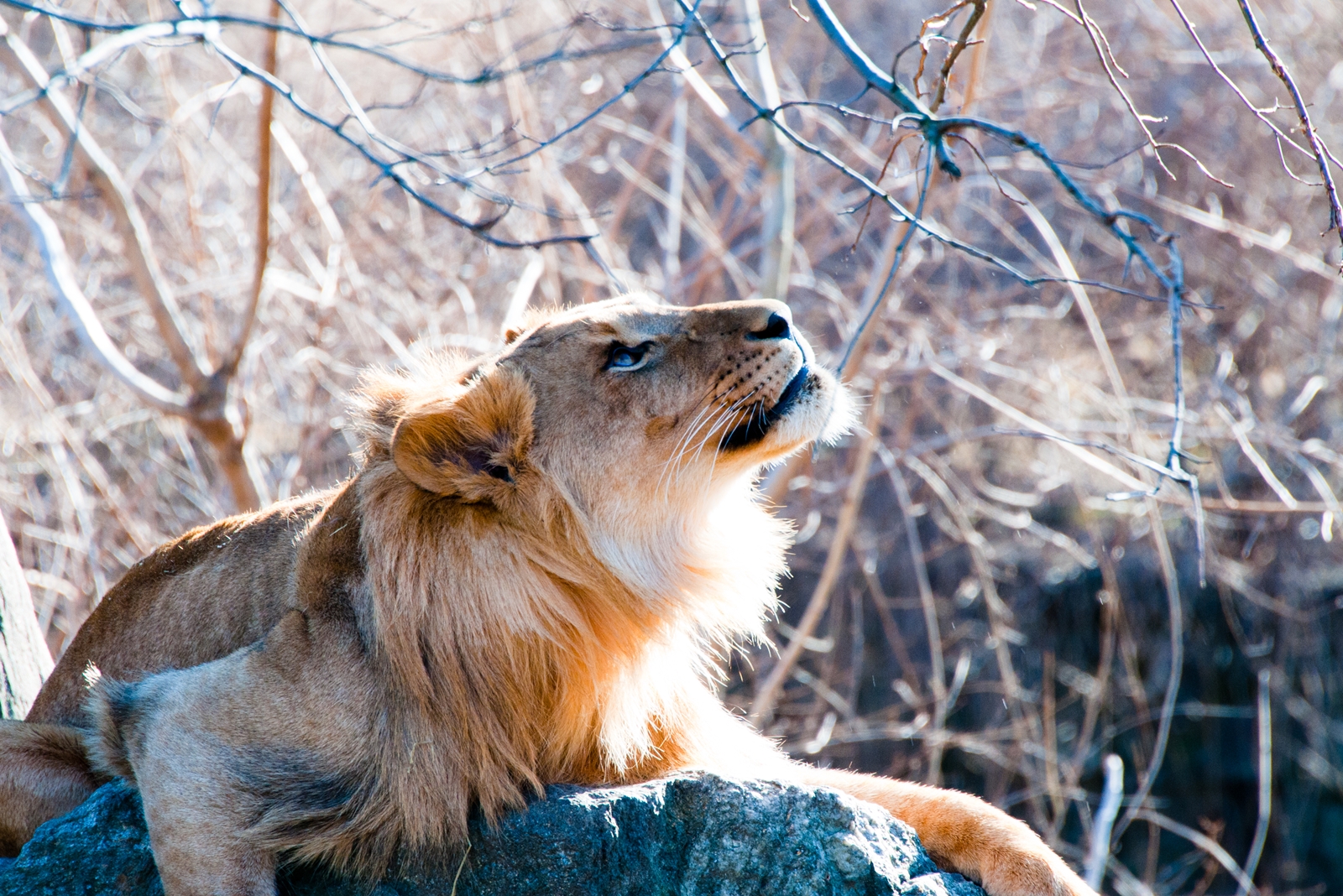 Lion at Bronx Zoo