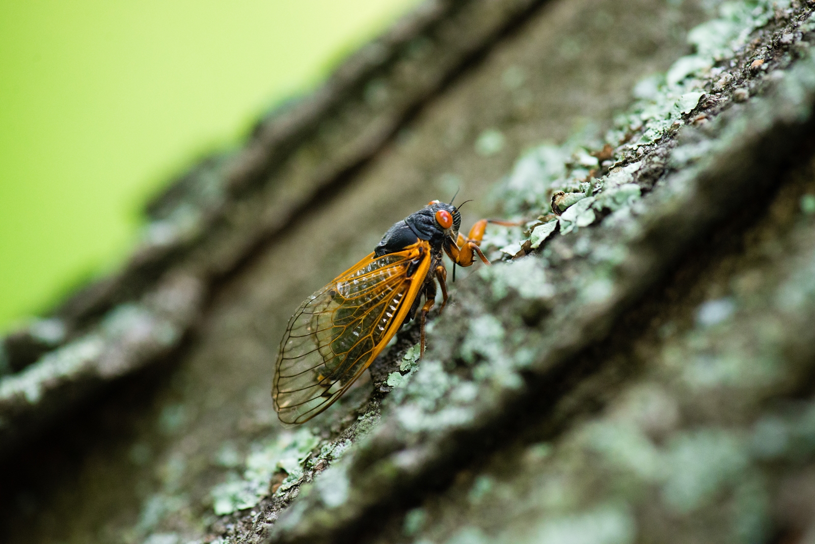 Cicada