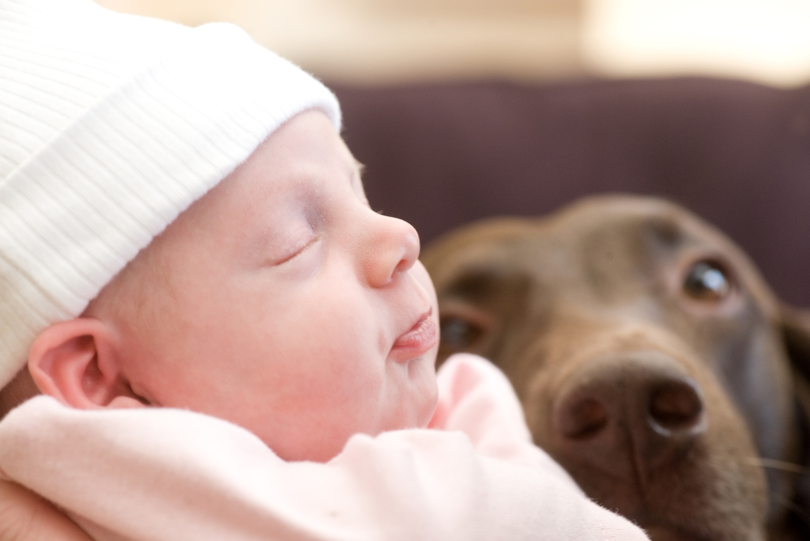 Baby and Chocolate Lab