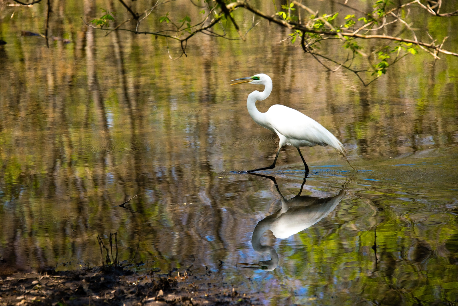 Nomahegan Crane