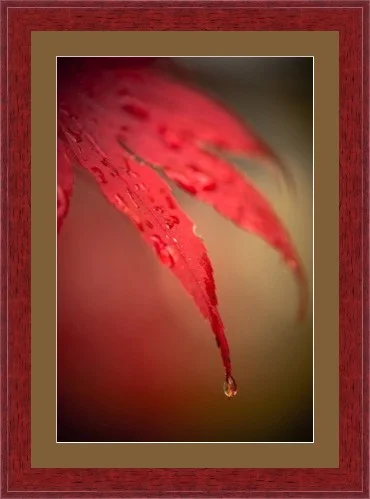 Red Maple 003_SH17.jpg