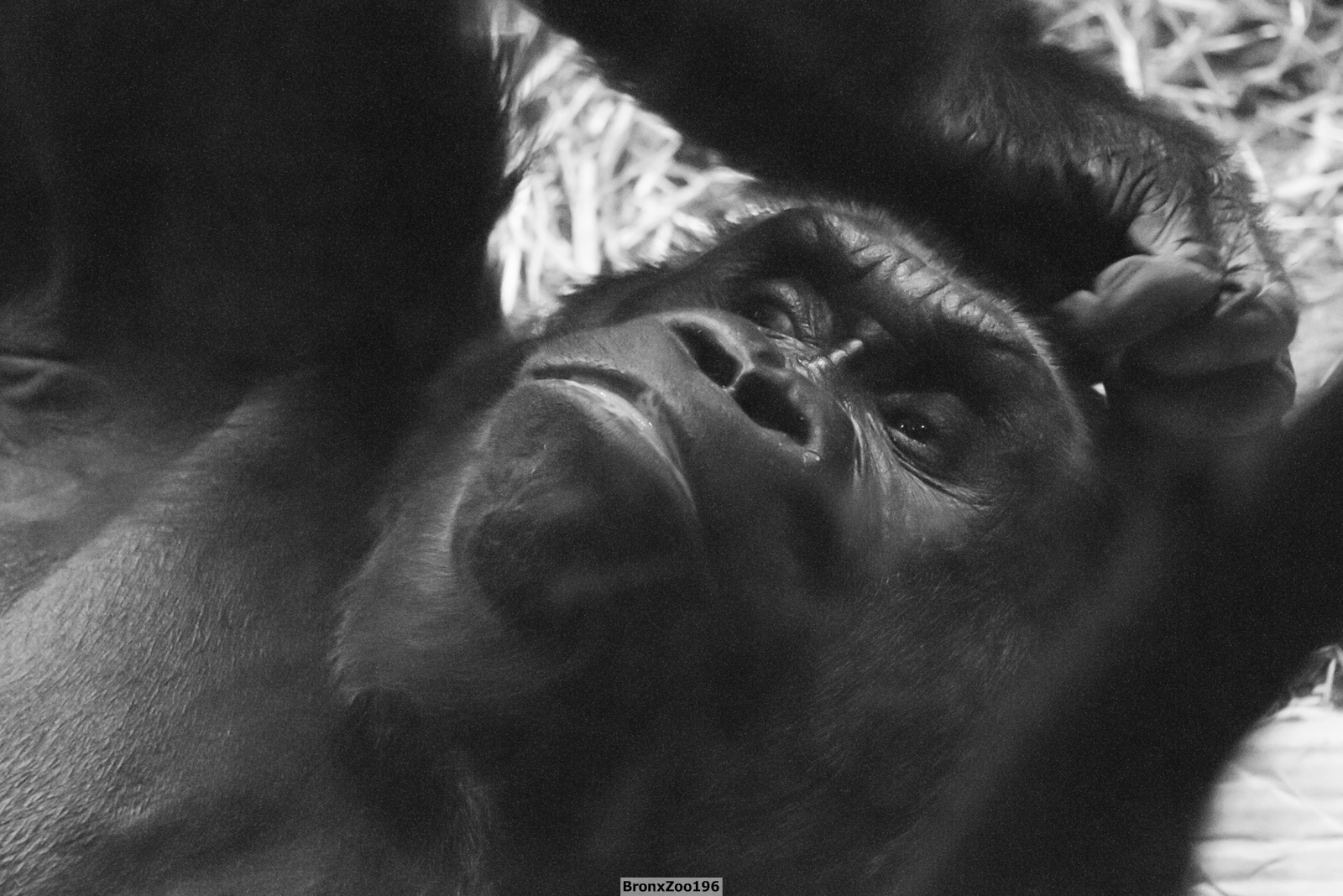 Gorilla02-002.jpg