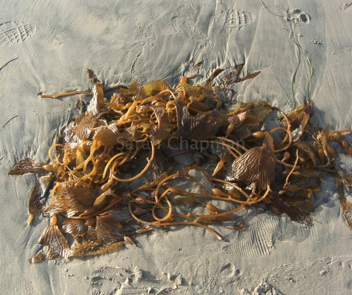 "On the beach"