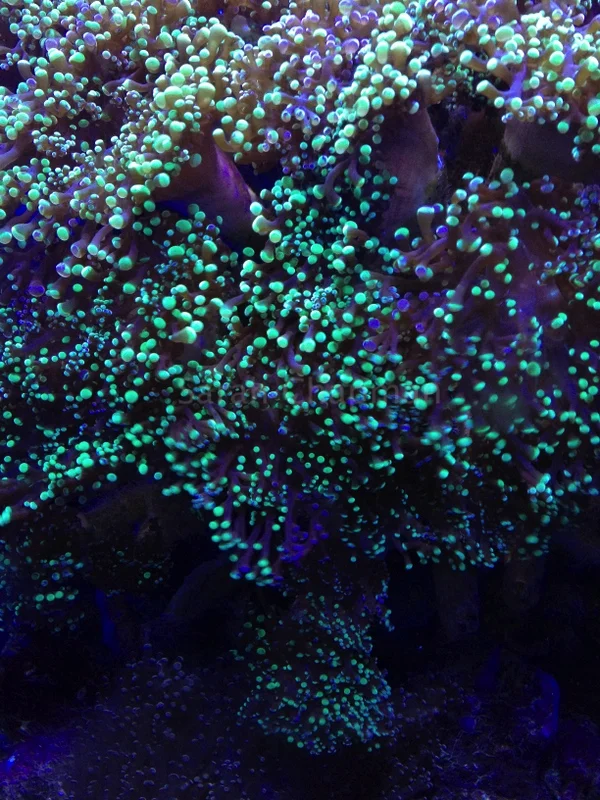 "Aquarium"