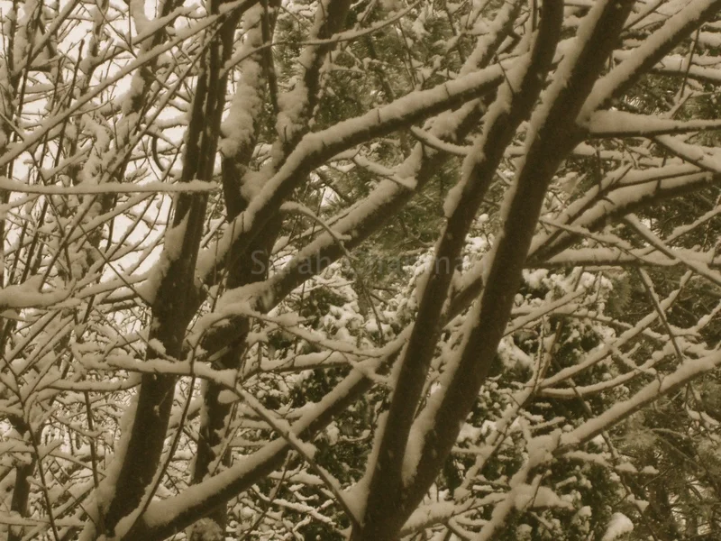 "Snow"