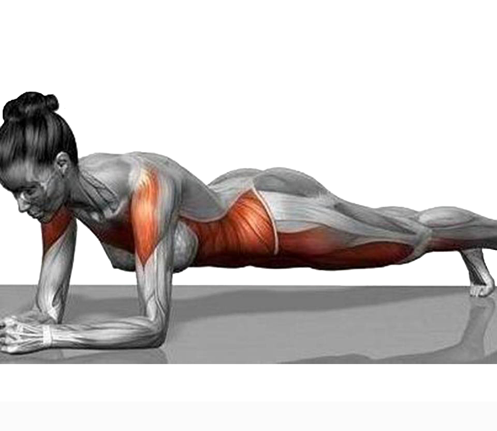 Muscle Of The Month Serratus Anterior Your Way To Bliss In Planks Clarissa Smirnov