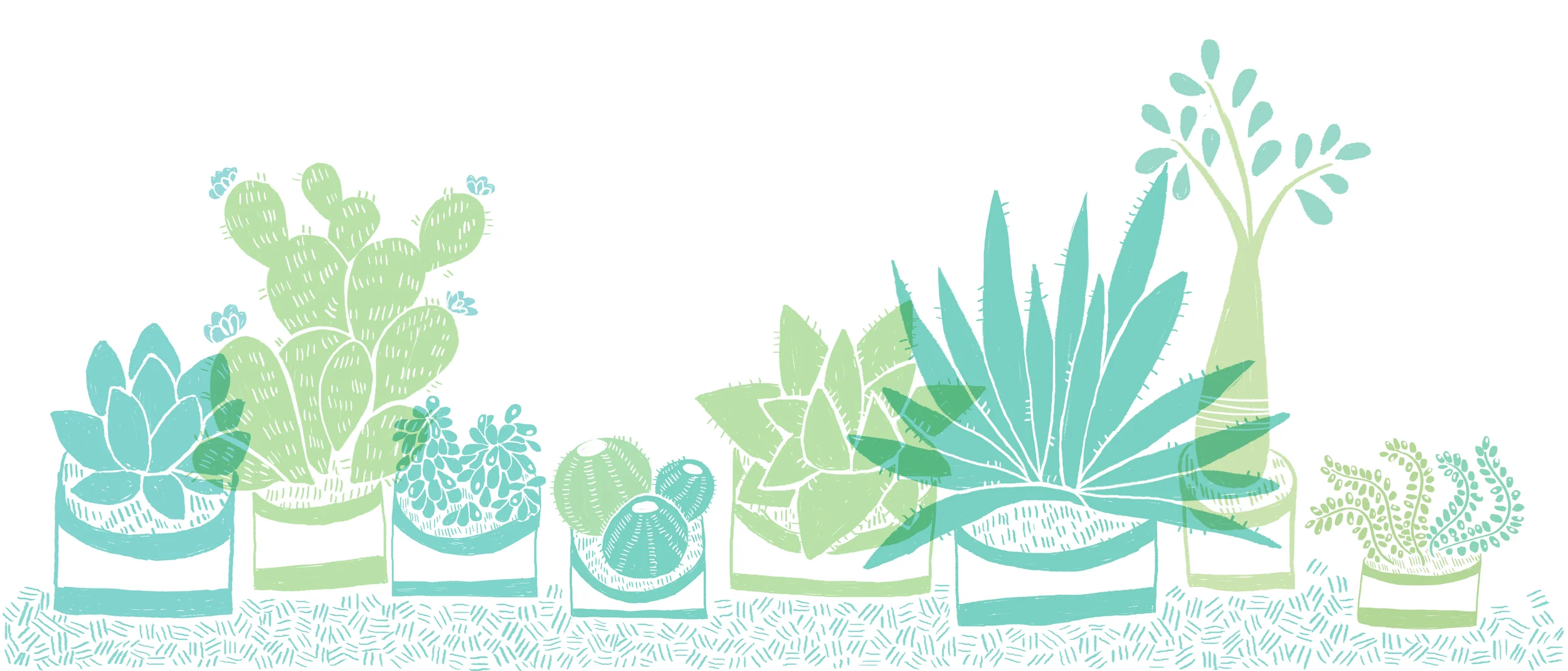 succulents together.jpg
