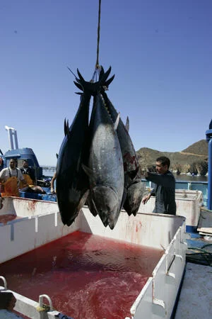 Radio Active Bluefin Tuna in the Pacific