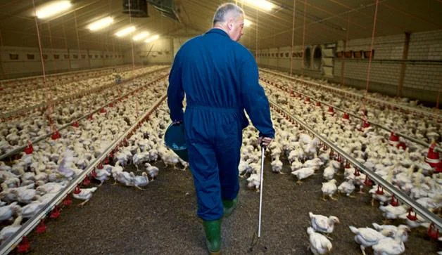 Why Are There Still So Many Antibiotics In America's Meat?