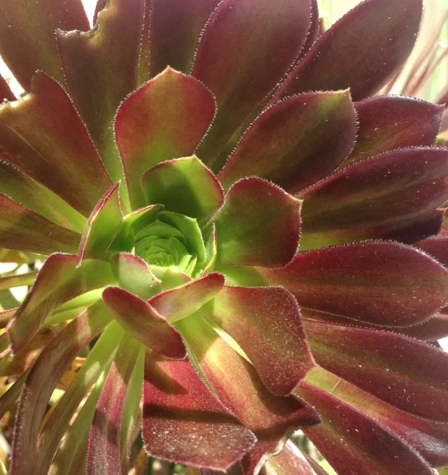 How do you perceive beauty?