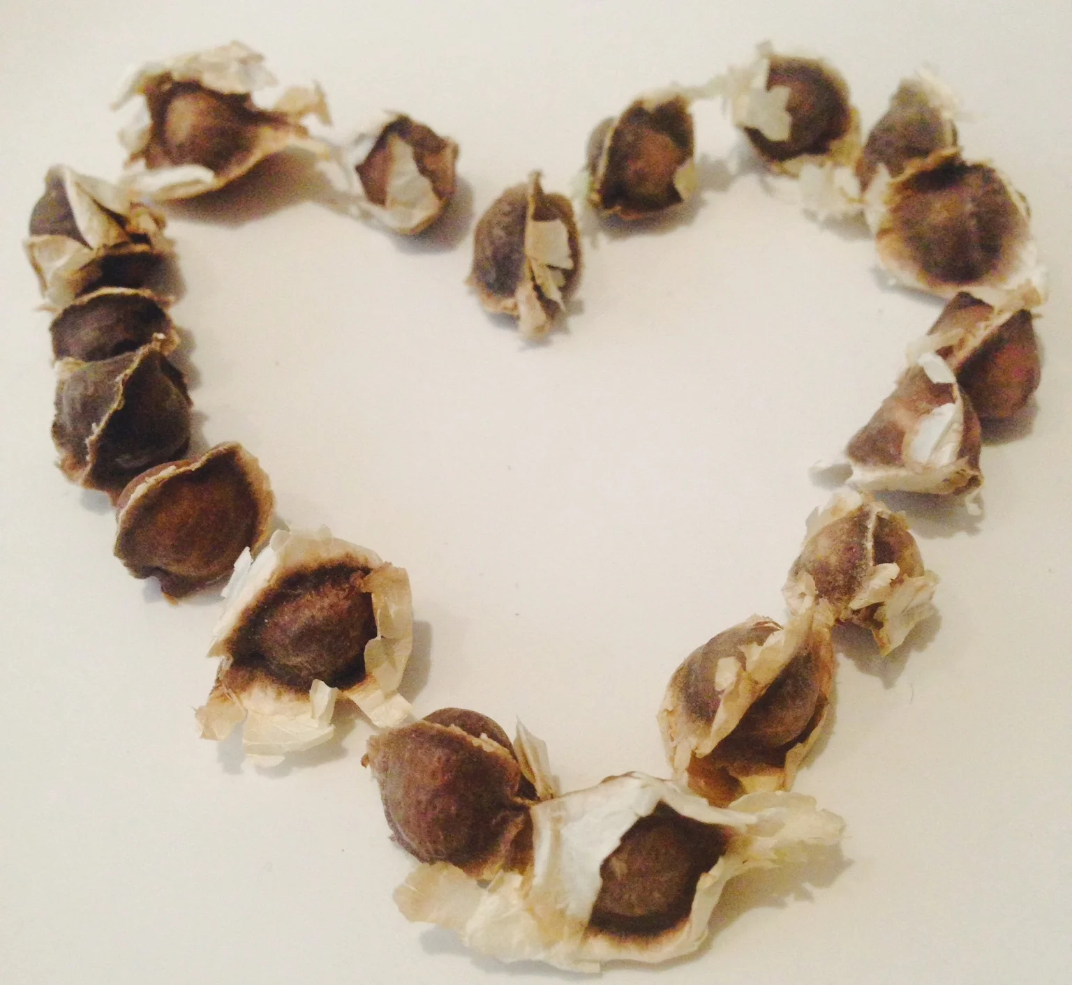 Superfood Spotlight: Moringa