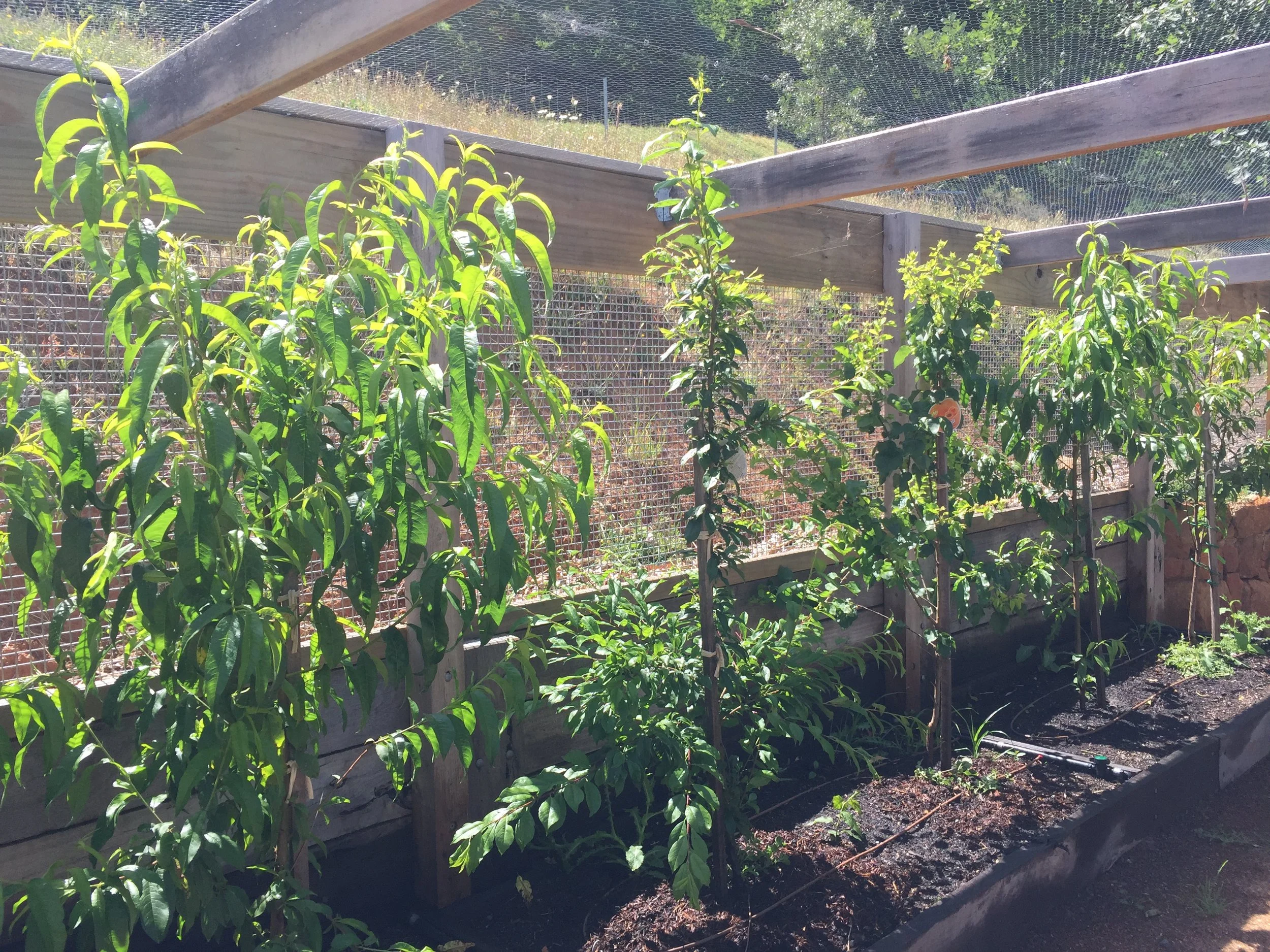 Dwarf peaches, plums, apricots and nectarines.