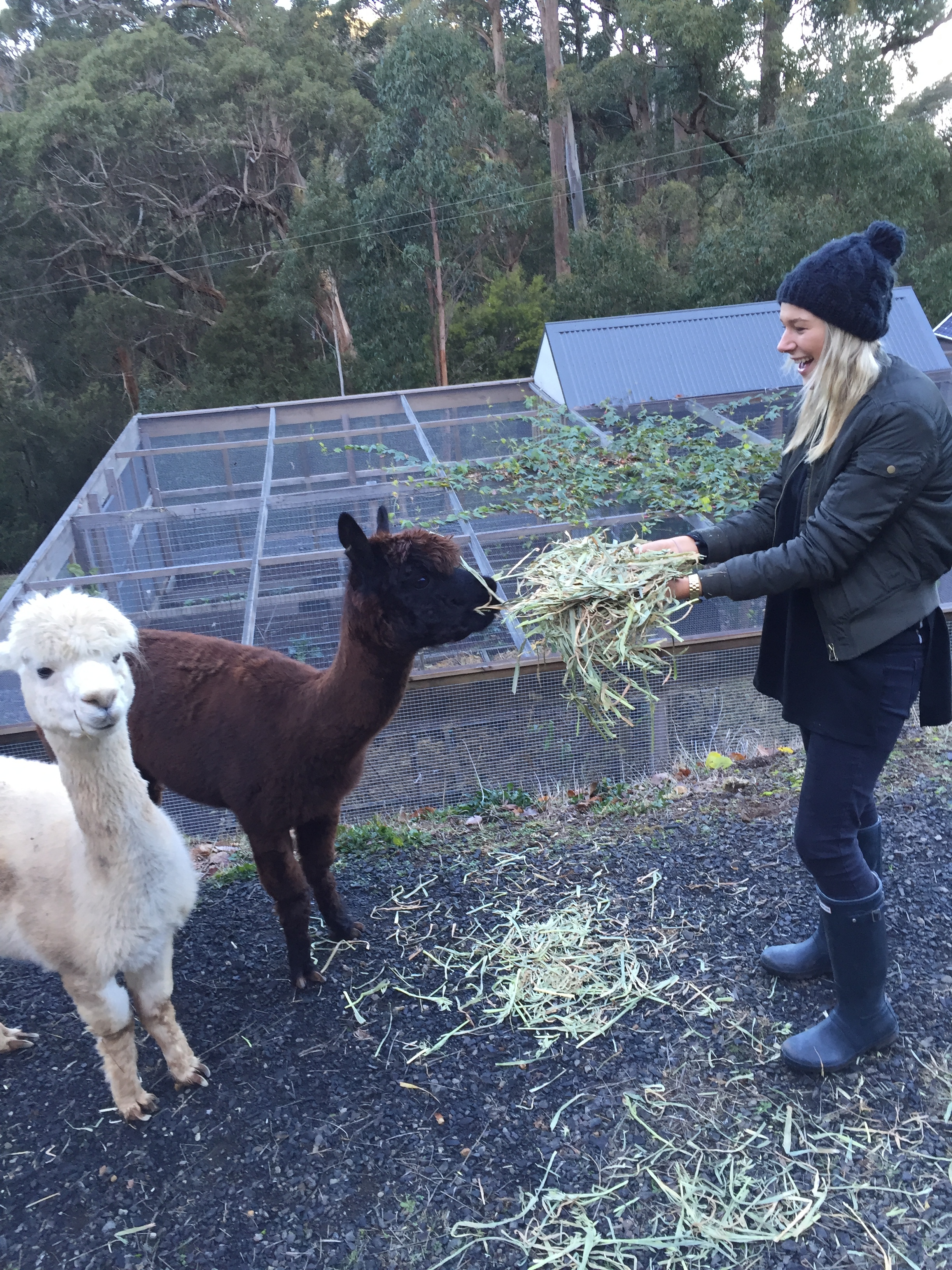 Ellen with our alpacas Kath and Kim.