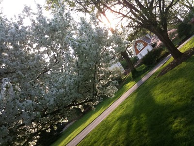 housetreephoto.jpg