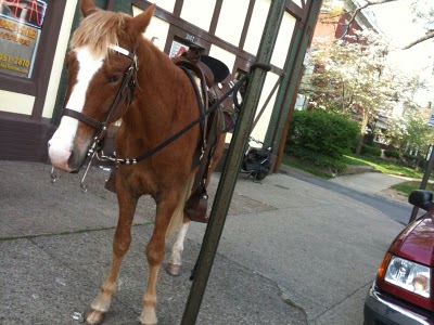 horseyphoto.jpg