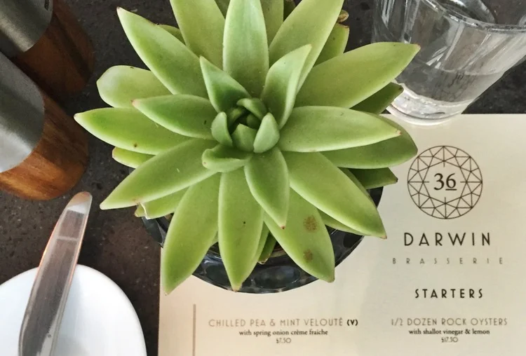 My London | The Sky Garden + Darwin's Brasserie