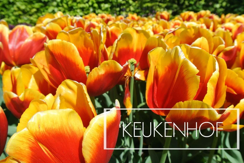 Pack Your Bags: Keukenhof Tulip Festival