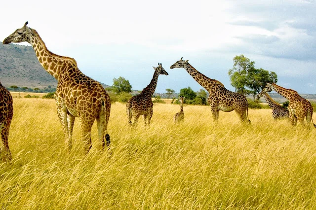 Pack Your Bags: Serengeti Safari with Sanctuary Retreats!