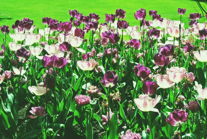 Why Paris Parks are Perfect