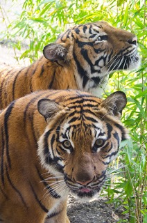 2015-04-01RHawk053TigerIntro-lowres.jpeg