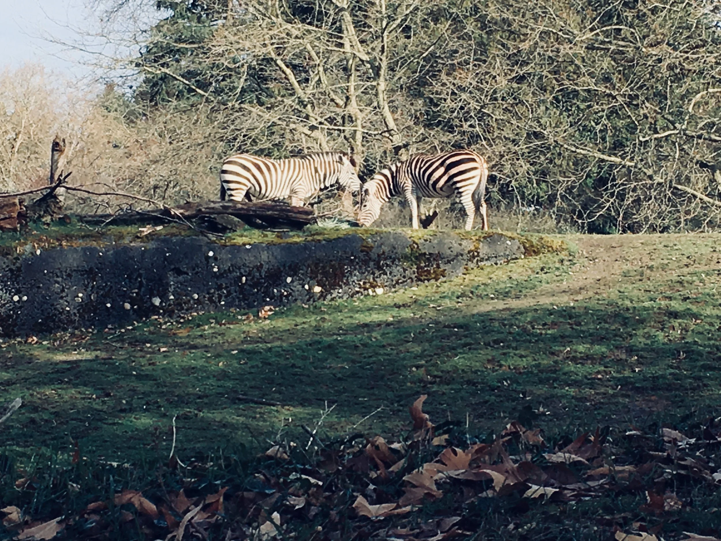 IMG_0297.jpeg