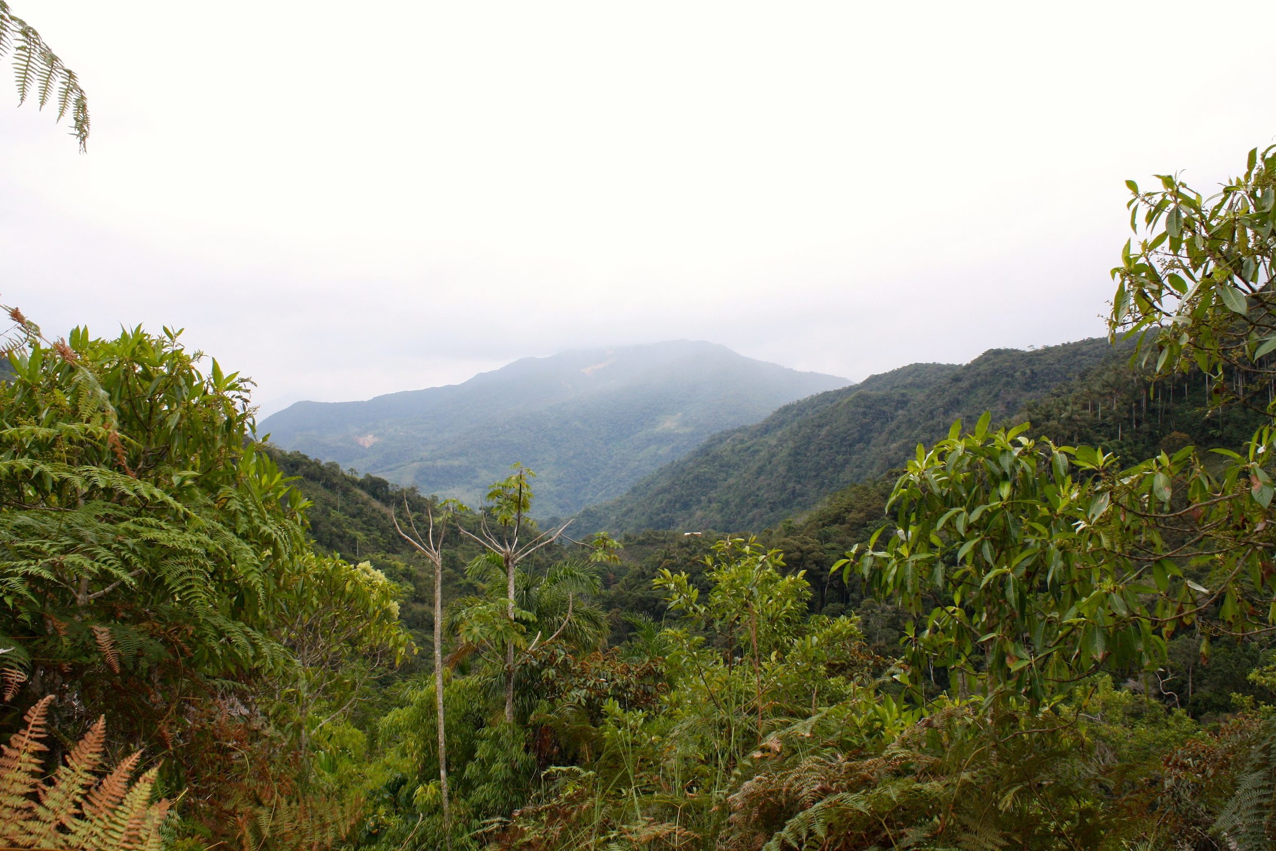  Coffee plantation overlooking the Sandia valley (Puno region, Peru) 