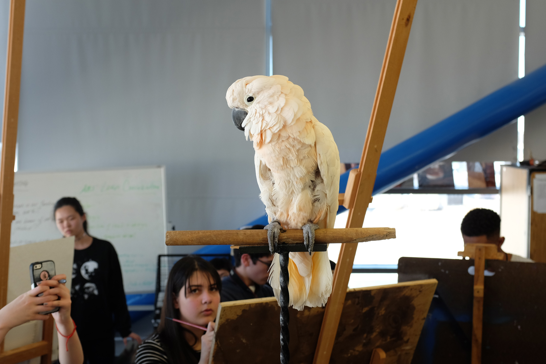 A Talking Parrot at a High School