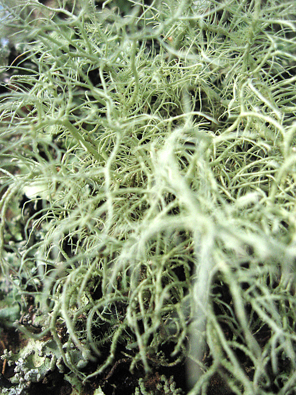 12.00
LICHEN, a symbiosis of an algae and a fungus, reminds me of a neural net. Visually, it is like looking into a brain. Into consciousness. Into communion, incarnate.
Normal
0
false
false
false
EN-AU
ZH-CN
AR-SA
/* Style Definitions */
table.MsoNormalTable
{mso-style-name:"Table Normal";
mso-tstyle-rowband-size:0;
mso-tstyle-colband-size:0;
mso-style-noshow:yes;
mso-style-priority:99;
mso-style-qformat:yes;
mso-style-parent:"";
mso-padding-alt:0cm 5.4pt 0cm 5.4pt;
mso-para-margin-top:0cm;
mso-para-margin-right:0cm;
mso-para-margin-bottom:10.0pt;
mso-para-margin-left:0cm;
line-height:115%;
mso-pagination:widow-orphan;
font-size:11.0pt;
font-family:"Calibri","sans-serif";
mso-ascii-font-family:Calibri;
mso-ascii-theme-font:minor-latin;
mso-hansi-font-family:Calibri;
mso-hansi-theme-font:minor-latin;}