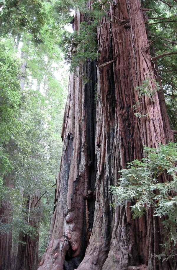 In August 2012 I visited the Californian Redwoods, for the second time. Magnificence.