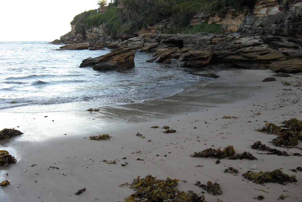 walking my own 'wrack line', Gordon's Bay, Sydney, May 2013.
