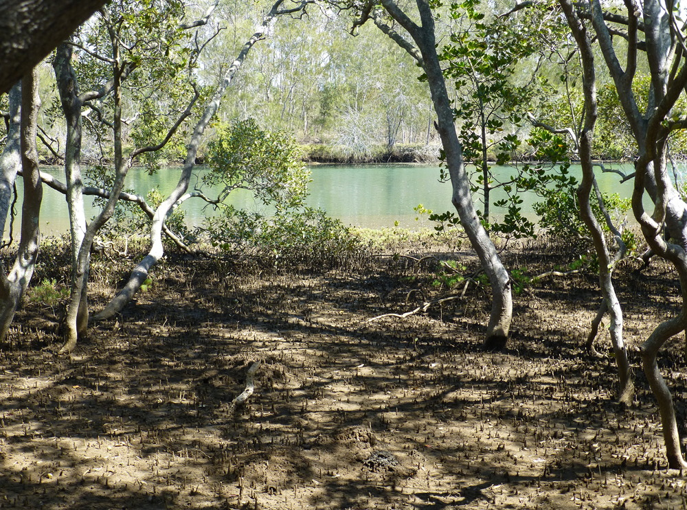 Mud flats and tidal mangrove swamps, Nudgee, Brisbane, winter 2014.