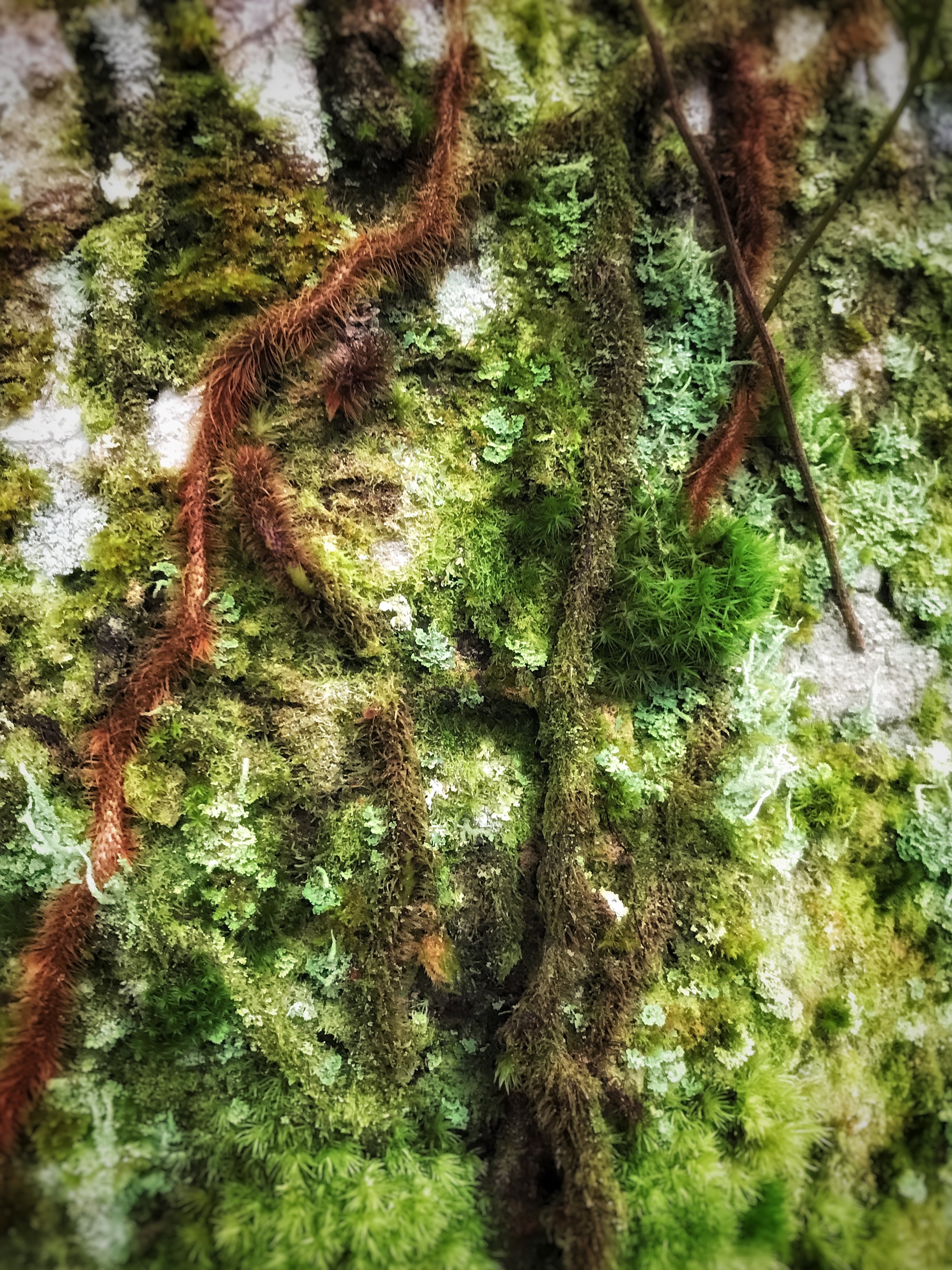 Moss Story