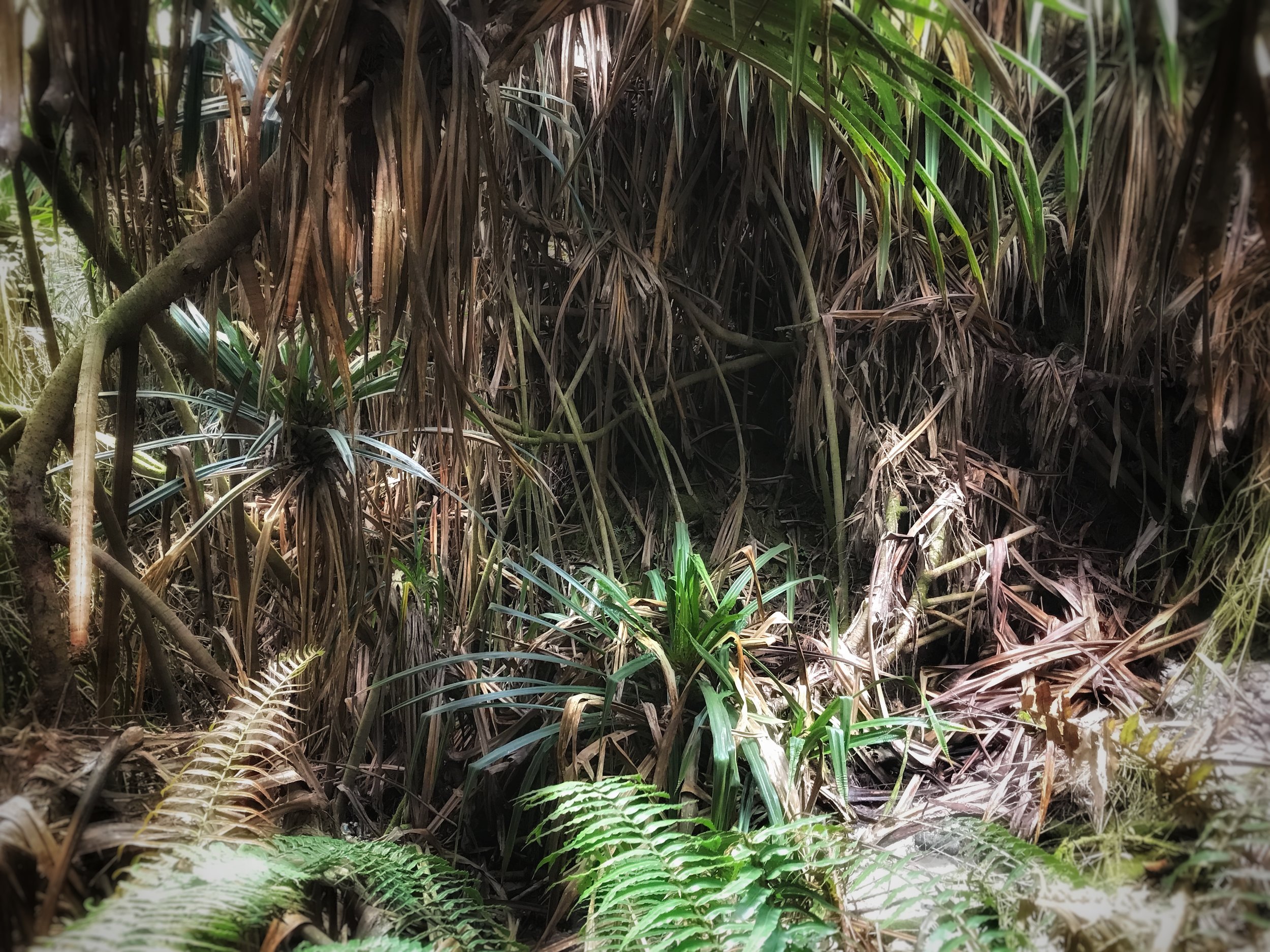 Jungle Walk