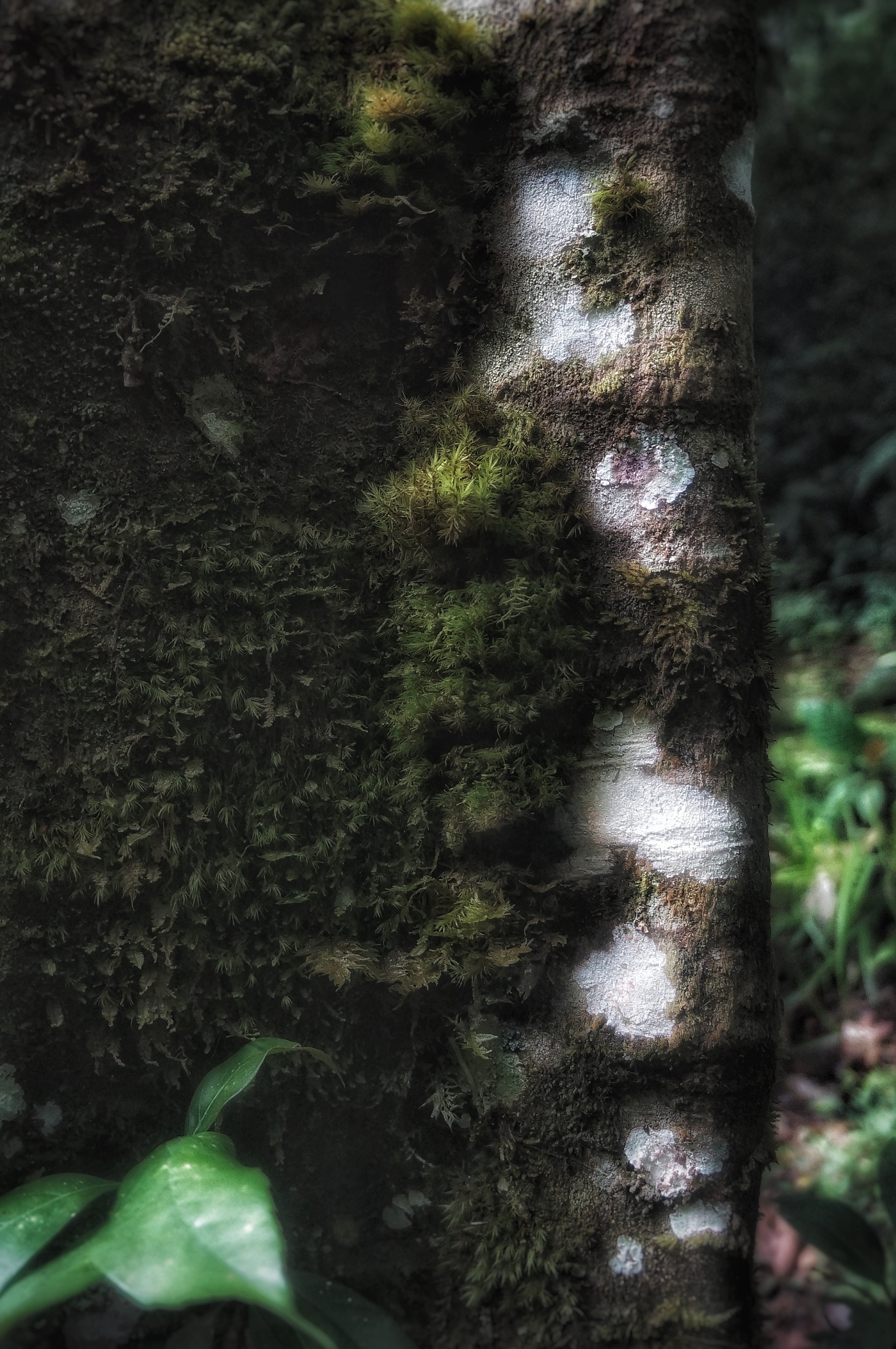 Breathing Moss