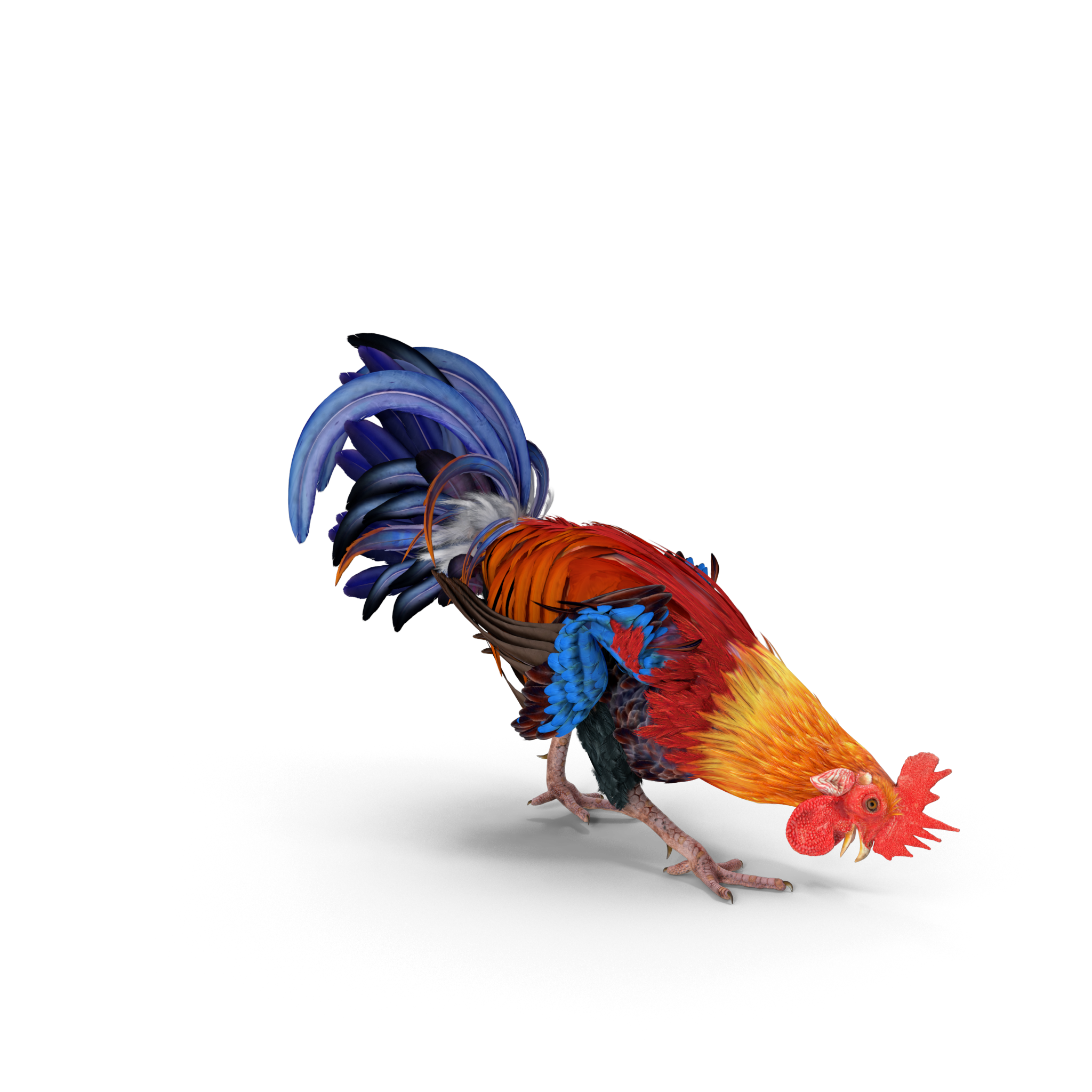 Rooster.H10.2k.png
