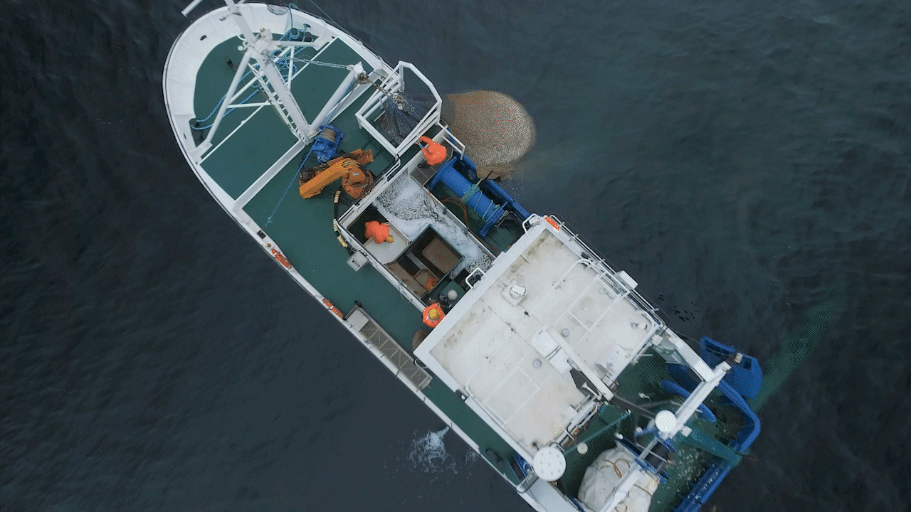 filetOfish3.gif