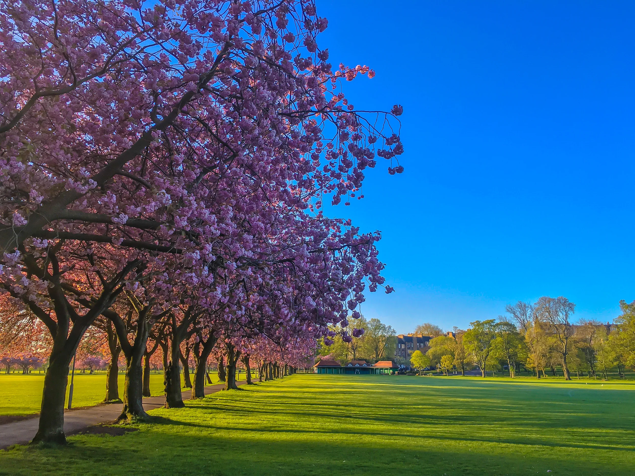 The Meadows Park